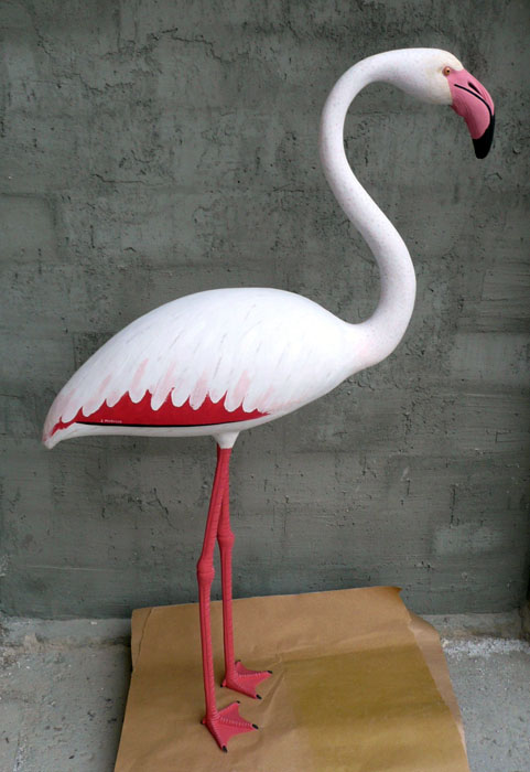 Flamenco común – phoenicopterus ruber 