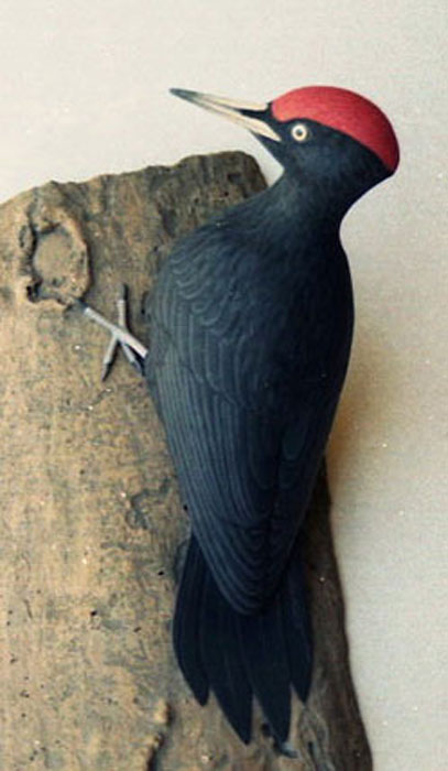 replica de aves Picamaderos negro - Dryocopus martius