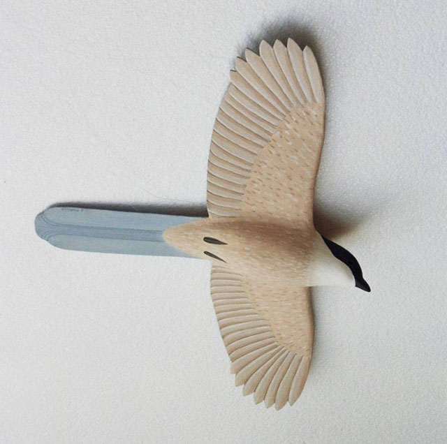 Rabilargo - Cyanopica cyanus